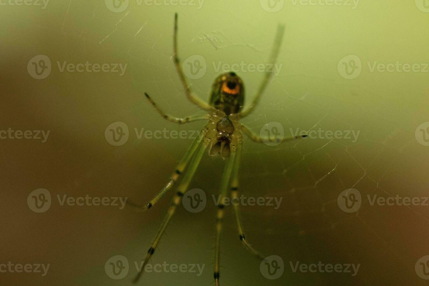 Orchard spider seen hanging in her web. The red dot on her body stands out from the green. The arachnids long legs look translucent as she holds onto the silk strands, waiting for prey. photo