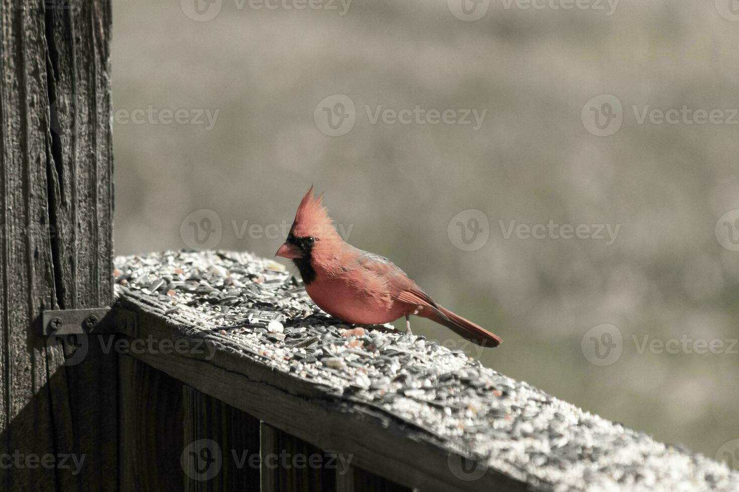 This beautiful red cardinal came out to the brown wooden railing of the deck for food. His beautiful mohawk standing straight up with his black mask. This little avian is surrounded by birdseed. photo