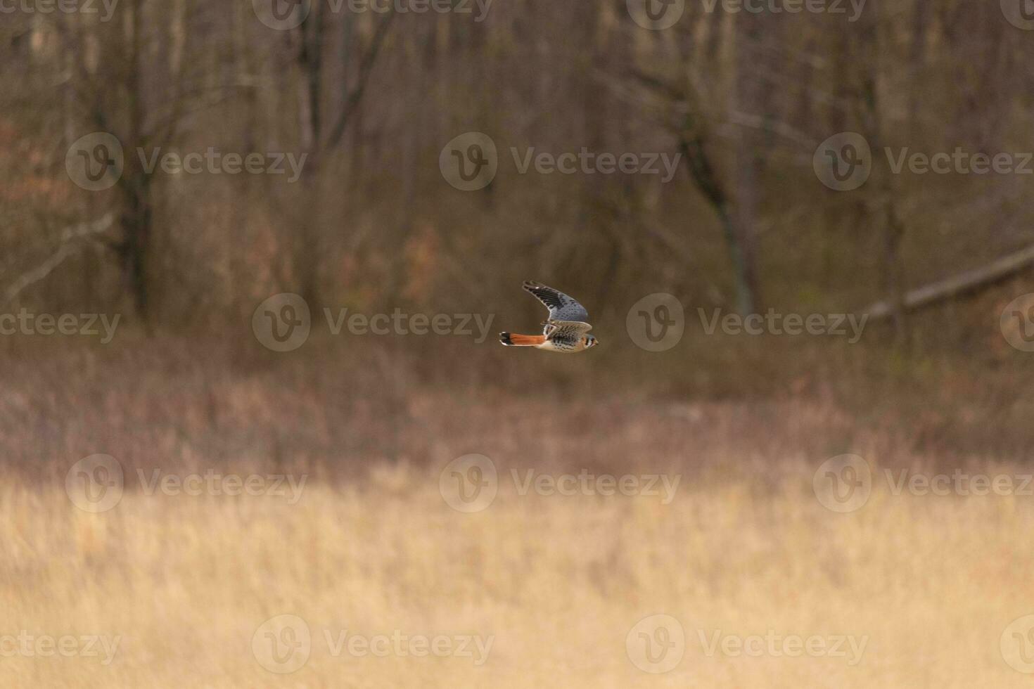 Kestrel flying across a field. This bird, also known as a sparrow hawk is the smallest falcon. The pretty orange and blue of the plumage stands out among the brown foliage depicting the Fall season. photo