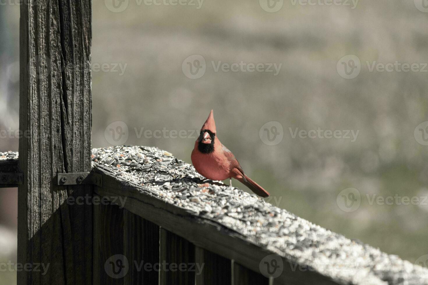 This beautiful red cardinal came out to the brown wooden railing of the deck for food. His beautiful mohawk standing straight up with his black mask. This little avian is surrounded by birdseed. photo