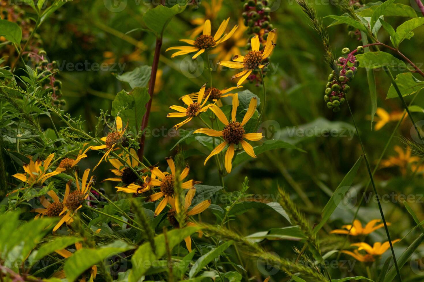 This beautiful wildflower field has Fall colors all around. The yellow petals of the false sunflower are quite long. The green berries of the pokeweed hang from the red stem of the green plant. photo