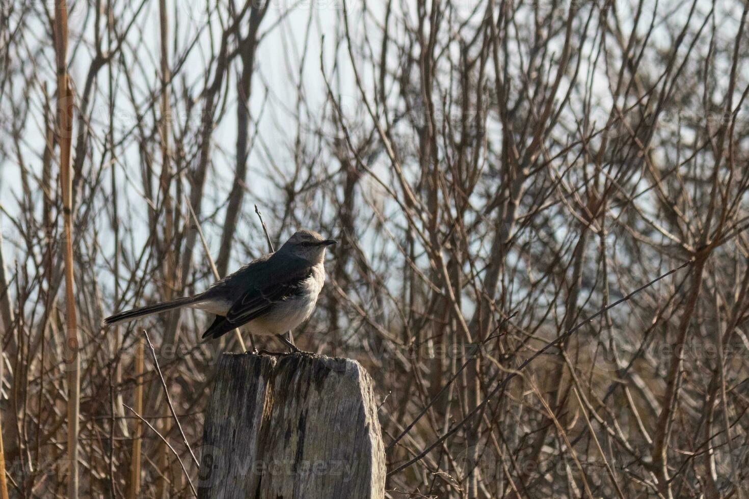 This cute little mockingbird sat perched on a fence when I took the picture. He sat there posing for me and taking a rest from flight. I love the brown colors all around that suggest the Fall season. photo