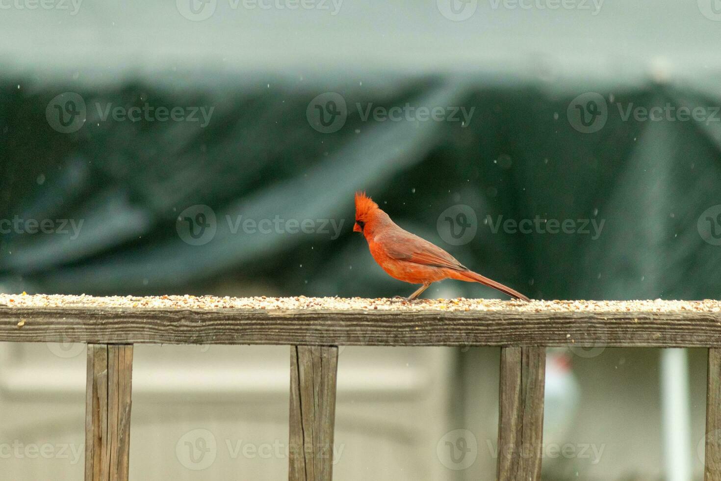This beautiful male cardinal came out to the railing of the deck for some birdseed. The pretty bird id a bright red color and almost reminds you of Christmas. The little black mask stands out. photo