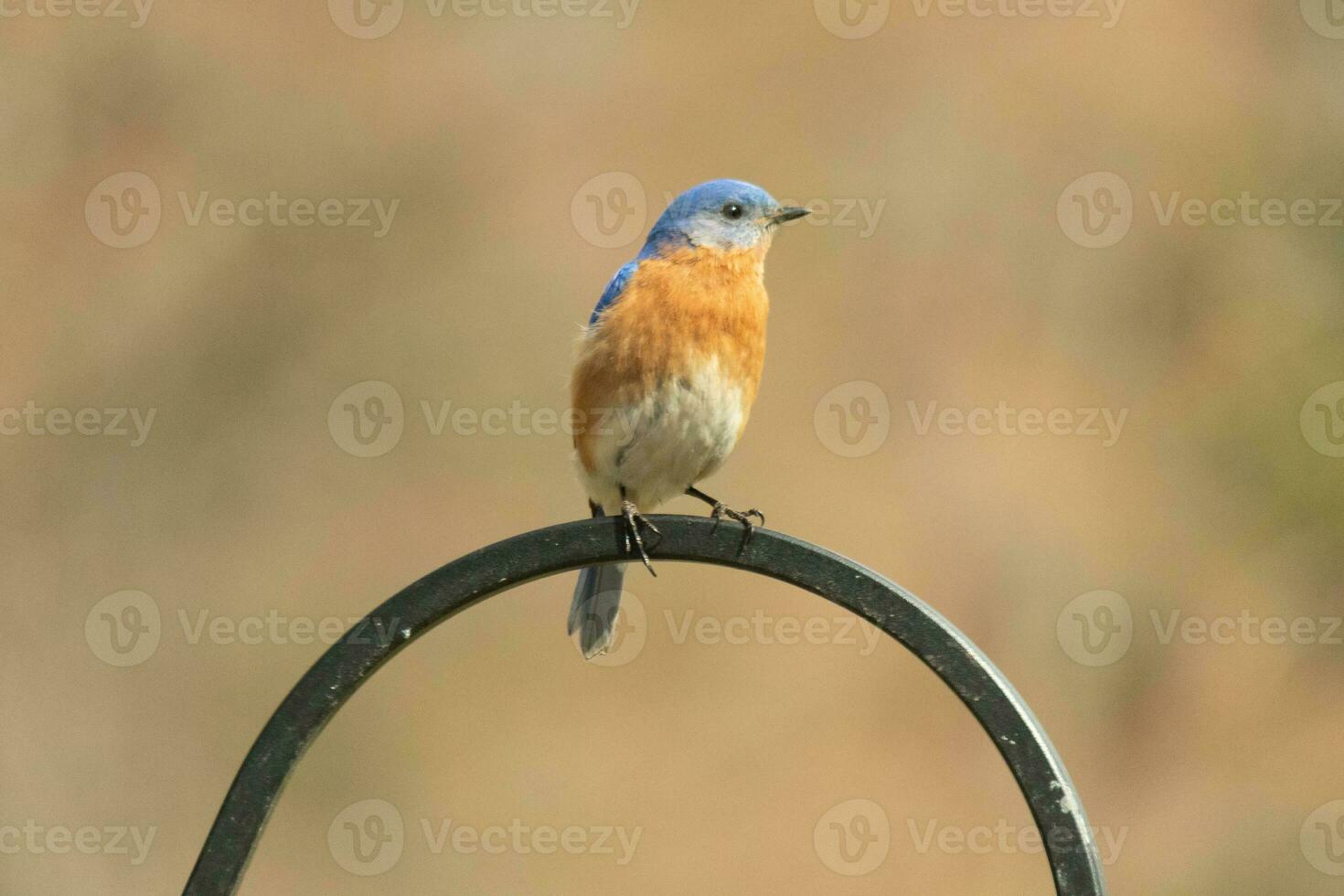 This pretty bluebird came out to the shepherds hook to rest. The little avian sat on the metal pole for a bit. His rusty orange belly with a white patch stands out from his blue head and dark eyes. photo