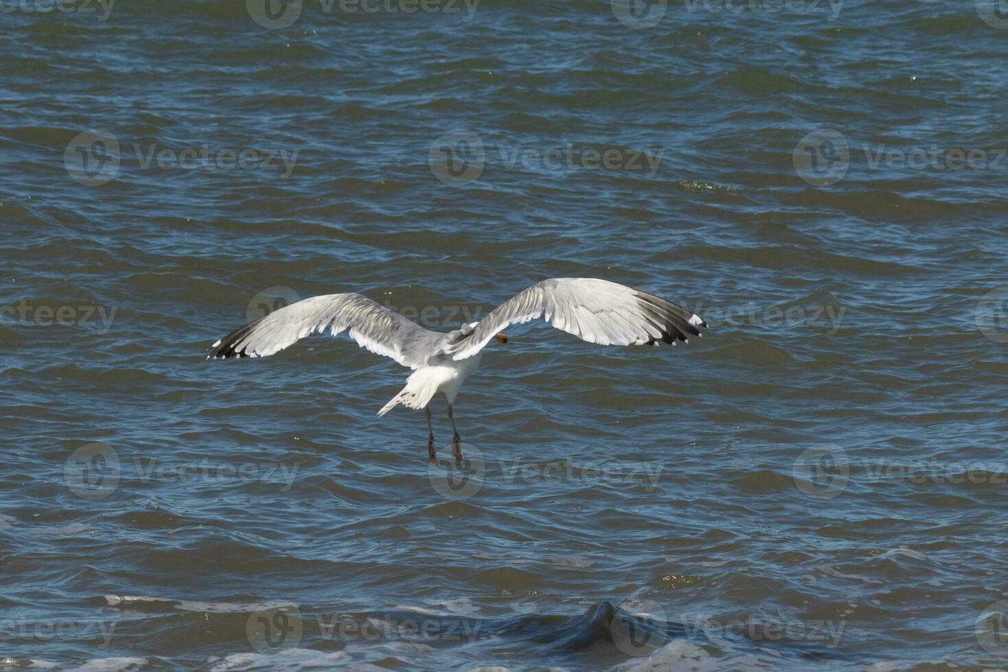 Beautiful seagull taking off from the black rocks of the jetty. This large shorebird has wings spread open to glide on the winds coming off the ocean. He has pretty black, grey, and white feathers. photo