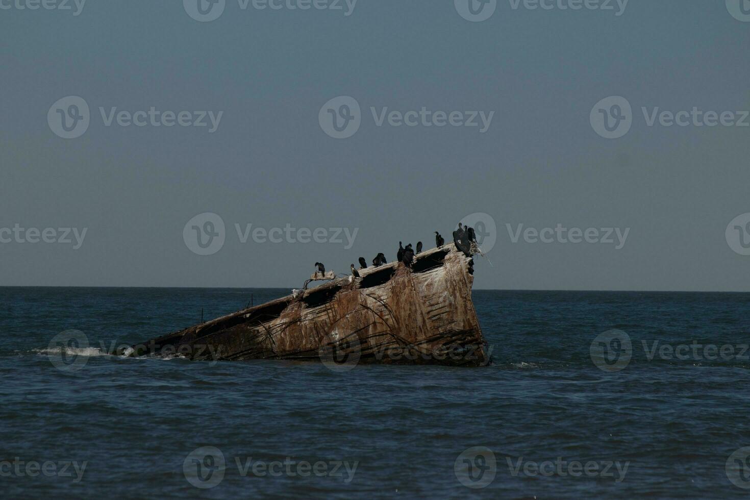 Beautiful concrete ship in the ocean with so many shorebirds on top. This sunken ship is a trademark of Sunset beach in Cape May New Jersey. Double-crested cormorants are resting on it. photo