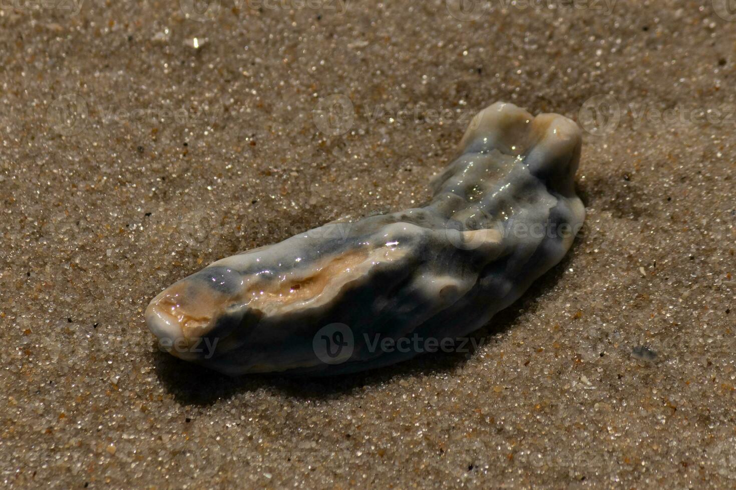 This blue oyster shell was sitting in the sand, having been brought in by the surf. The brown grains of sand all around. The seashell looking glossy from still being wet. photo