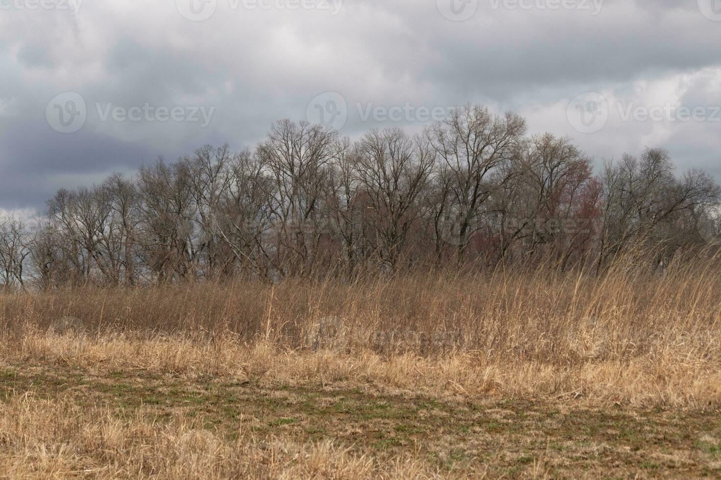 Beautiful field in the middle of a nature preserve. The tall brown grass all over showing the Fall season. You can see tall trees in the background. Grey sky with clouds all over in the distance. photo