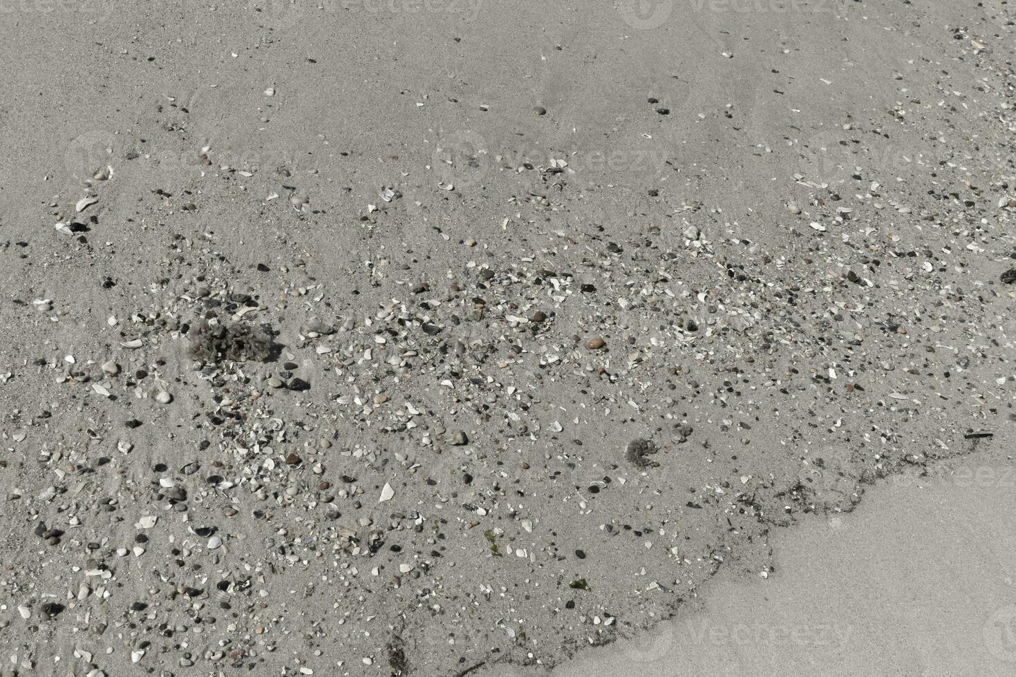 bonito piezas de conchas marinas untado a través de el marrón arena. minúsculo suave guijarros mezclado en. esta es el típico Mira de puesta de sol playa en capa mayo nuevo jersey. todas de el escombros ese tiene estado lavado en tierra. foto