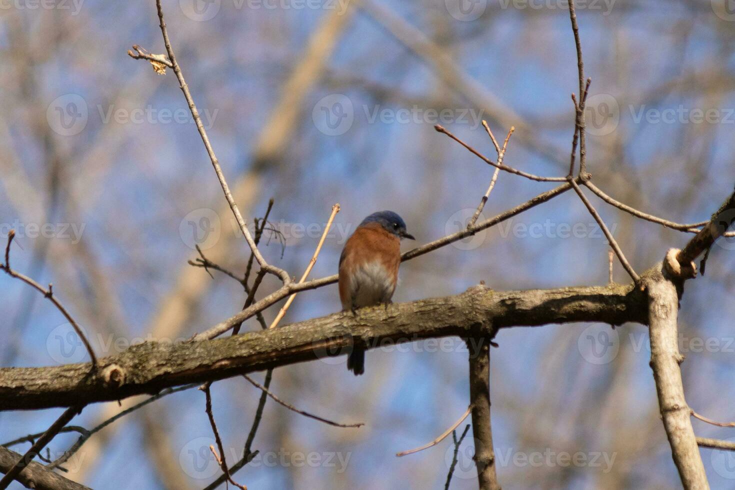 Cute little bluebird sat perched on this tree branch to look around for food. His rusty orange belly with a white patch stands out from the blue on his head. These little avian feels safe up here. photo