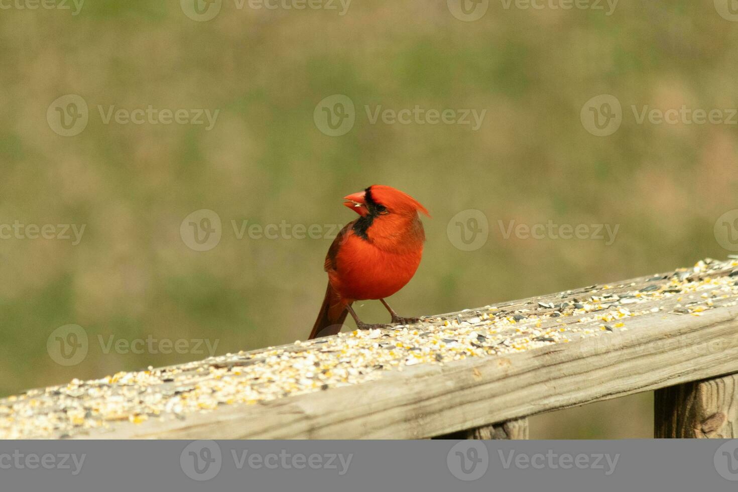 esta hermosa rojo cardenal llegó fuera a el marrón de madera barandilla de el cubierta para alimento. su pequeño mohawk empujado abajo con su negro mascarilla. esta pequeño aviar es rodeado por alpiste. foto