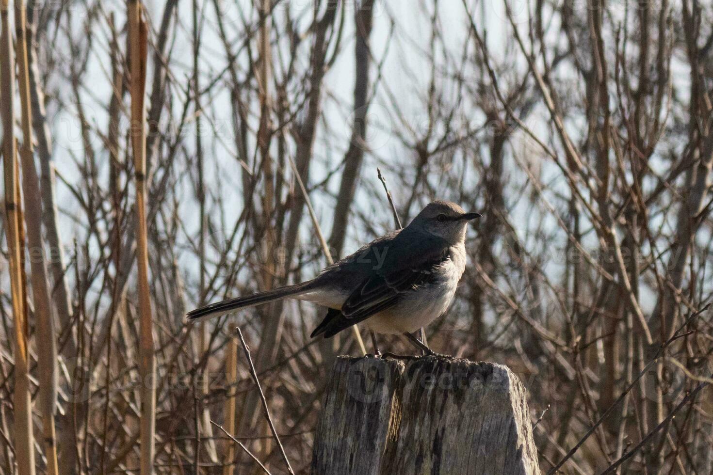 This cute little mockingbird sat perched on a fence when I took the picture. He sat there posing for me and taking a rest from flight. I love the brown colors all around that suggest the Fall season. photo