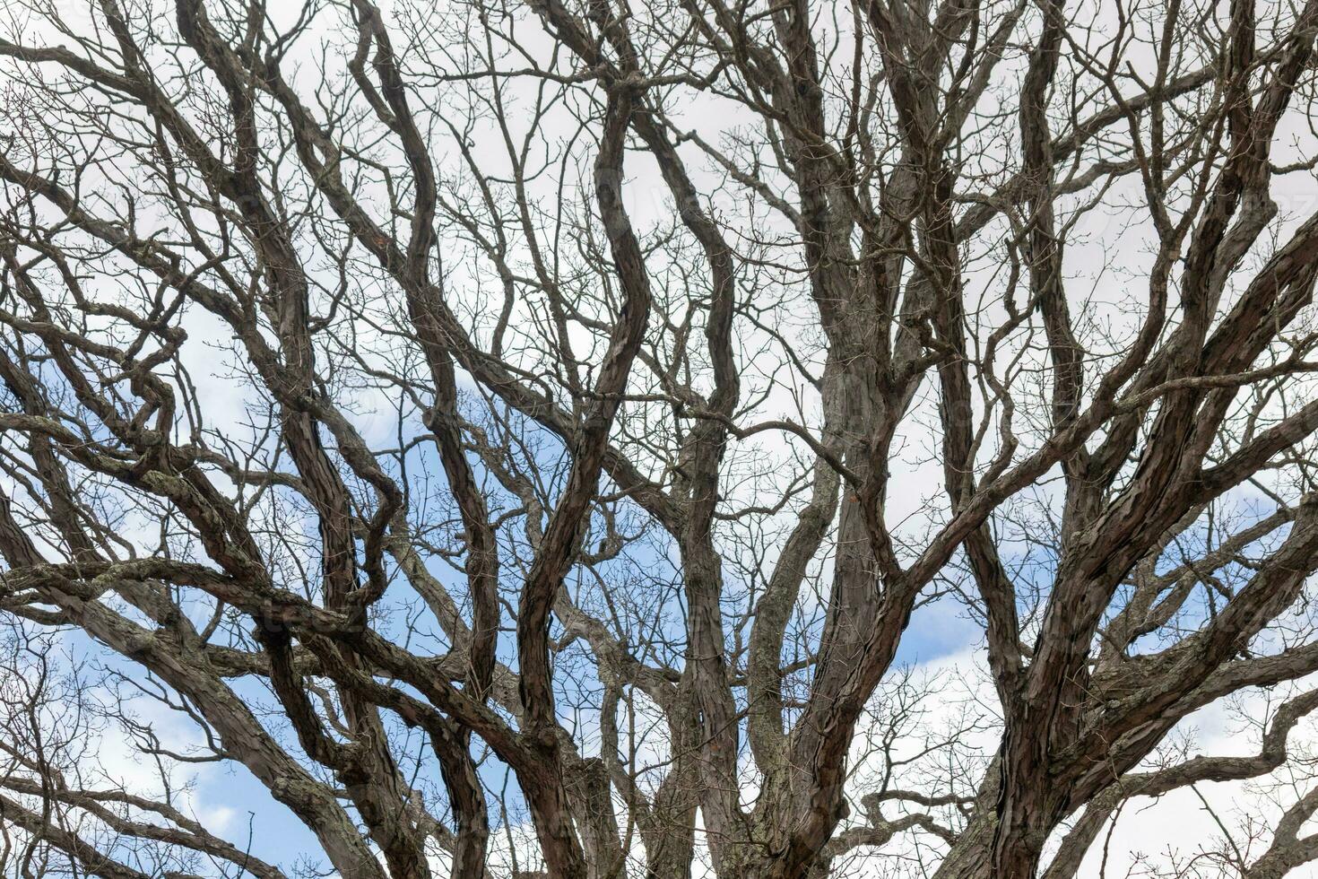Bare branches of a tree reaching out. The long limbs are without leaves due to the Fall season. Looking like tentacles or a skeletal structure. The blue sky can be seen in the back with white clouds. photo
