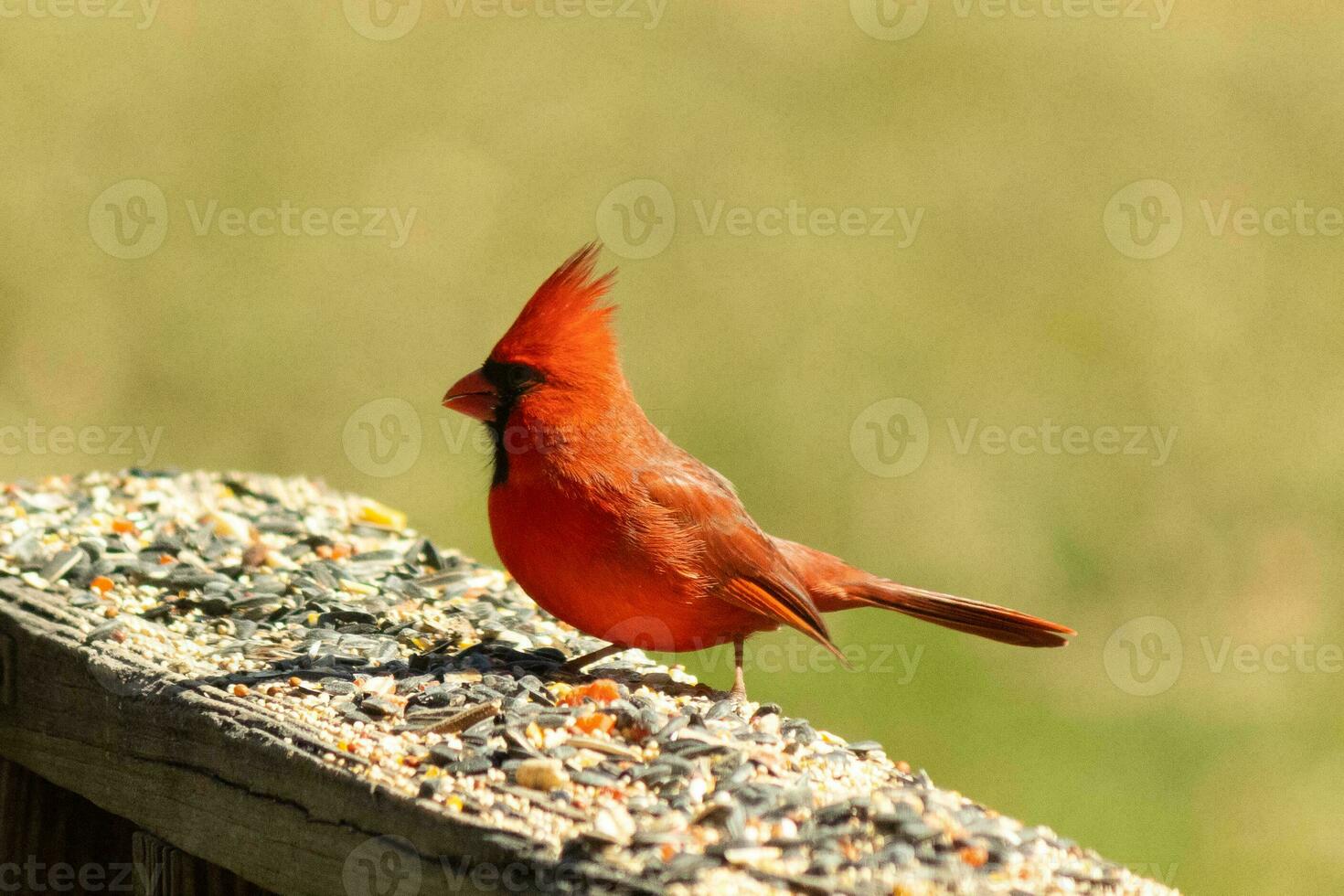 This beautiful red cardinal came out to the brown wooden railing of the deck for food. His beautiful mohawk standing straight up with his black mask. This little avian is surrounded by birdseed. photo