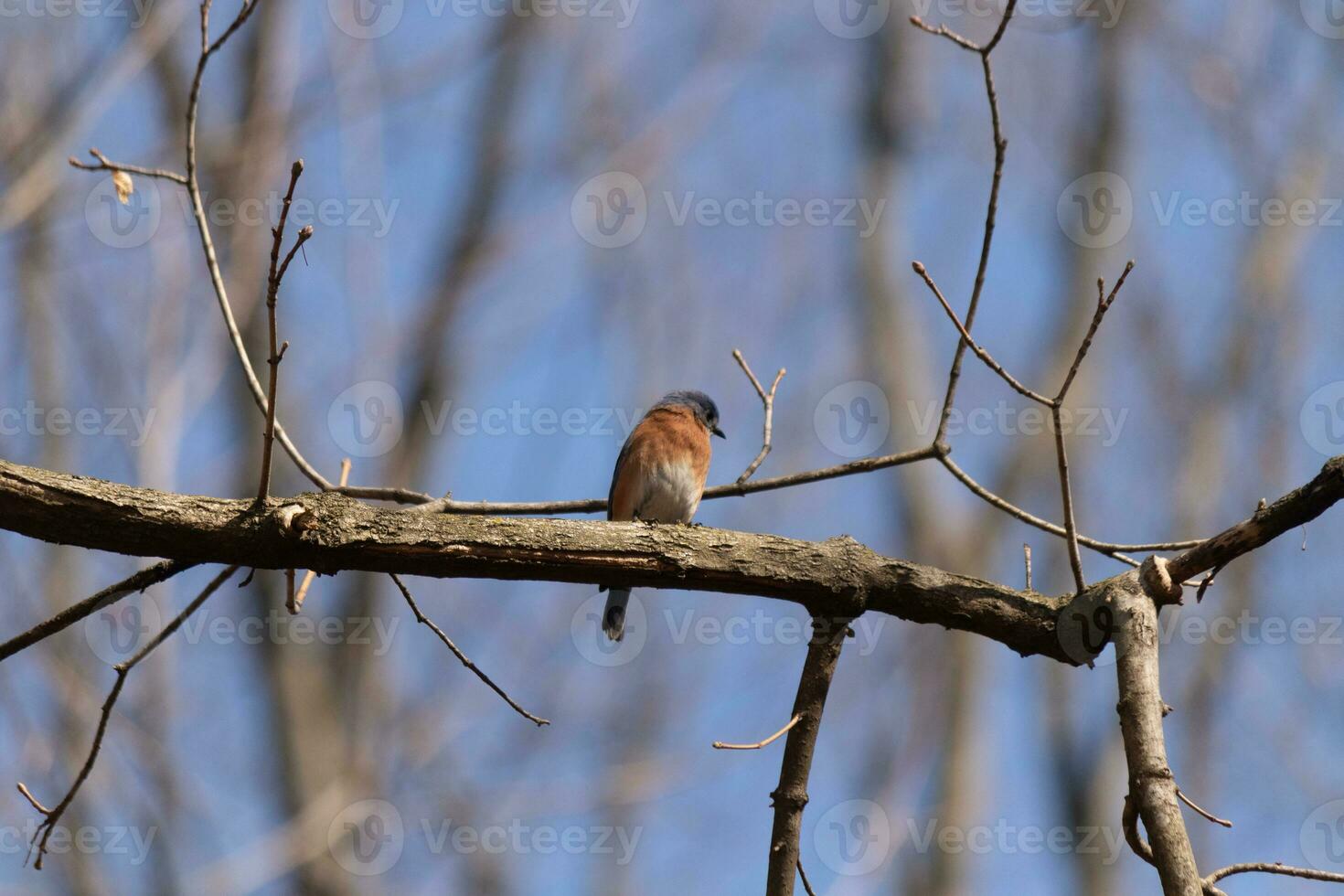 Cute little bluebird sat perched on this tree branch to look around for food. His rusty orange belly with a white patch stands out from the blue on his head. These little avian feels safe up here. photo