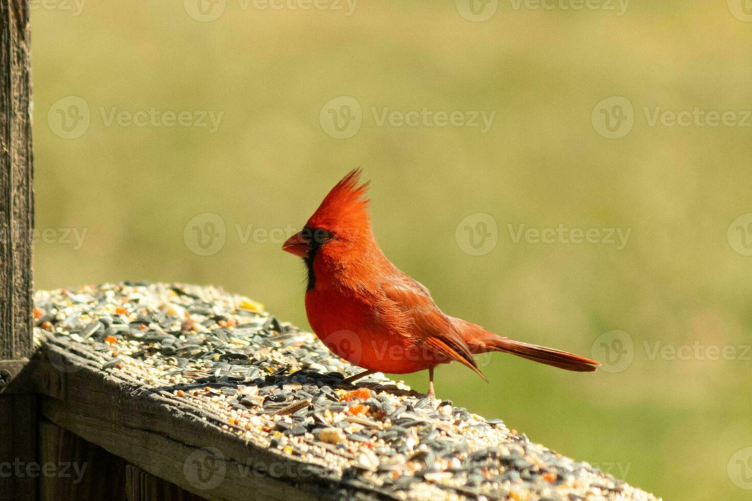 This beautiful red cardinal came out to the brown wooden railing of the deck for food. His beautiful mohawk standing straight up with his black mask. This little avian is surrounded by birdseed. photo