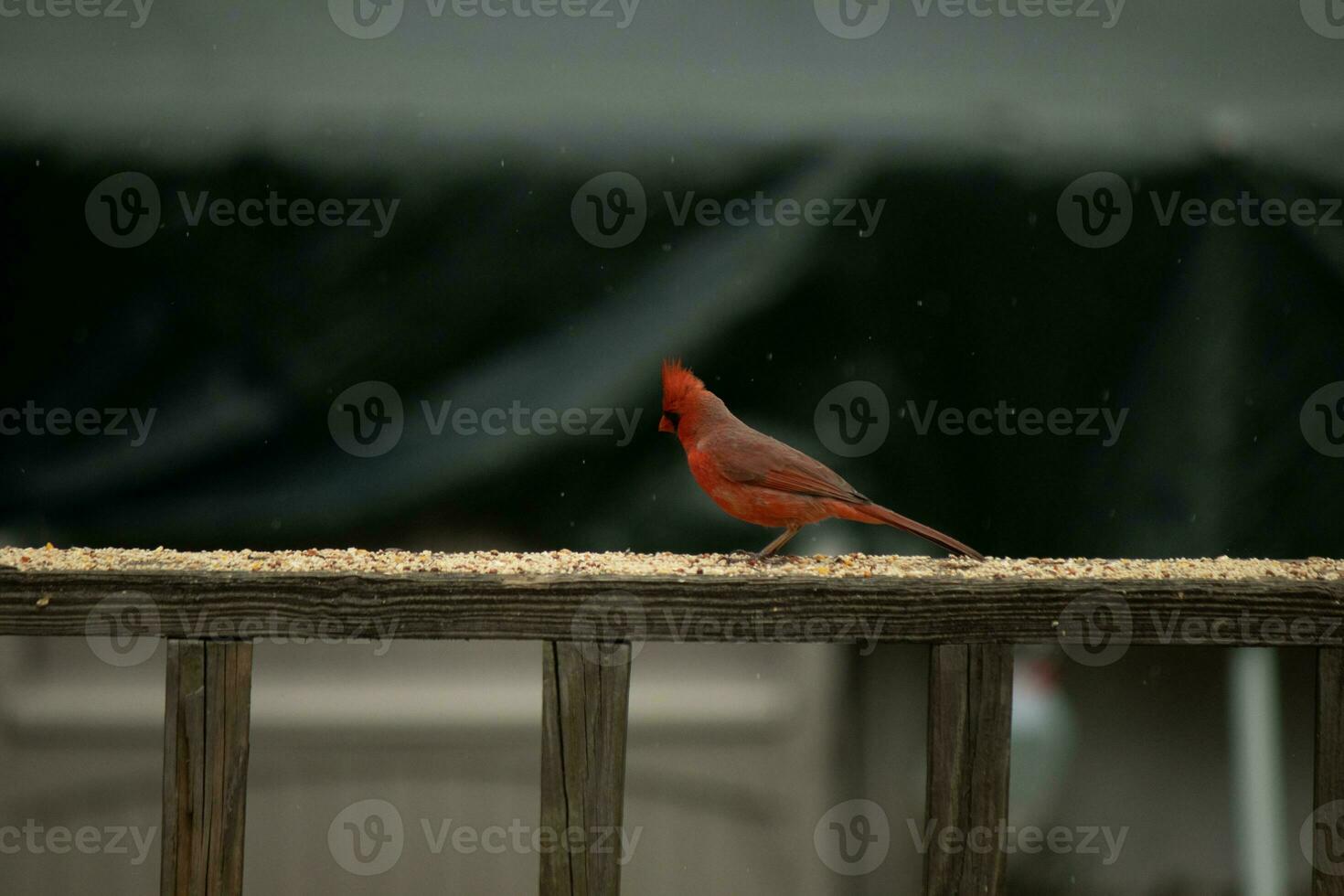 This beautiful male cardinal came out to the railing of the deck for some birdseed. The pretty bird id a bright red color and almost reminds you of Christmas. The little black mask stands out. photo