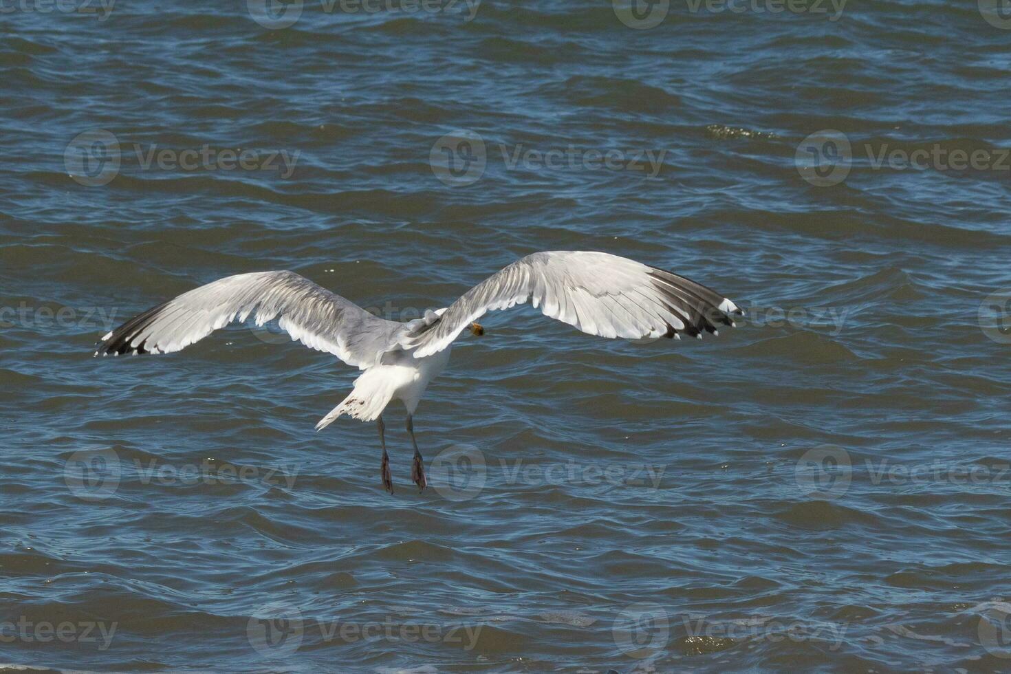 Beautiful seagull taking off from the black rocks of the jetty. This large shorebird has wings spread open to glide on the winds coming off the ocean. He has pretty black, grey, and white feathers. photo