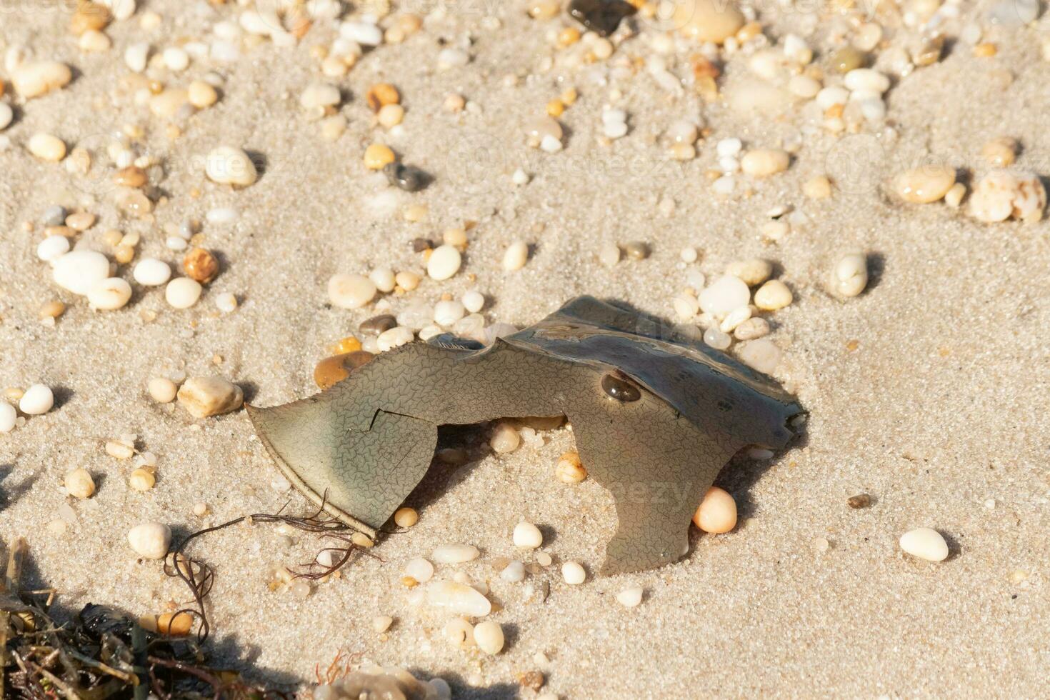 This cracked piece of horseshoe crab shell lay on the beach. The roughness of the sea broke this apart. The little eye showing on the top or the brown armor.  Pebbles lay all around among the sand. photo