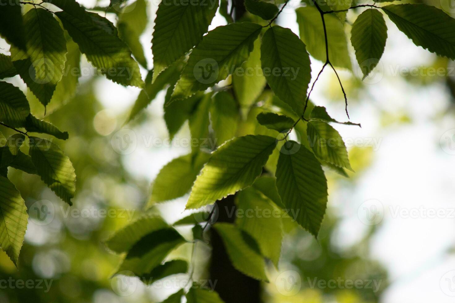 These are the leaves of the American beech tree. The oval looking leaf with the jagged edges all around. The sunlight catching the leaves in the branches, almost making them glow. photo
