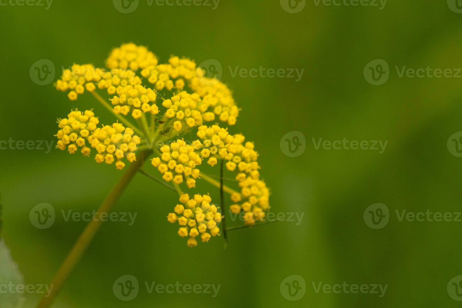 This beautiful Golden Alexander wildflower was seen in the middle of the field when this picture was taken. I love the little yellow flowers of this plant clustered together in pods. photo