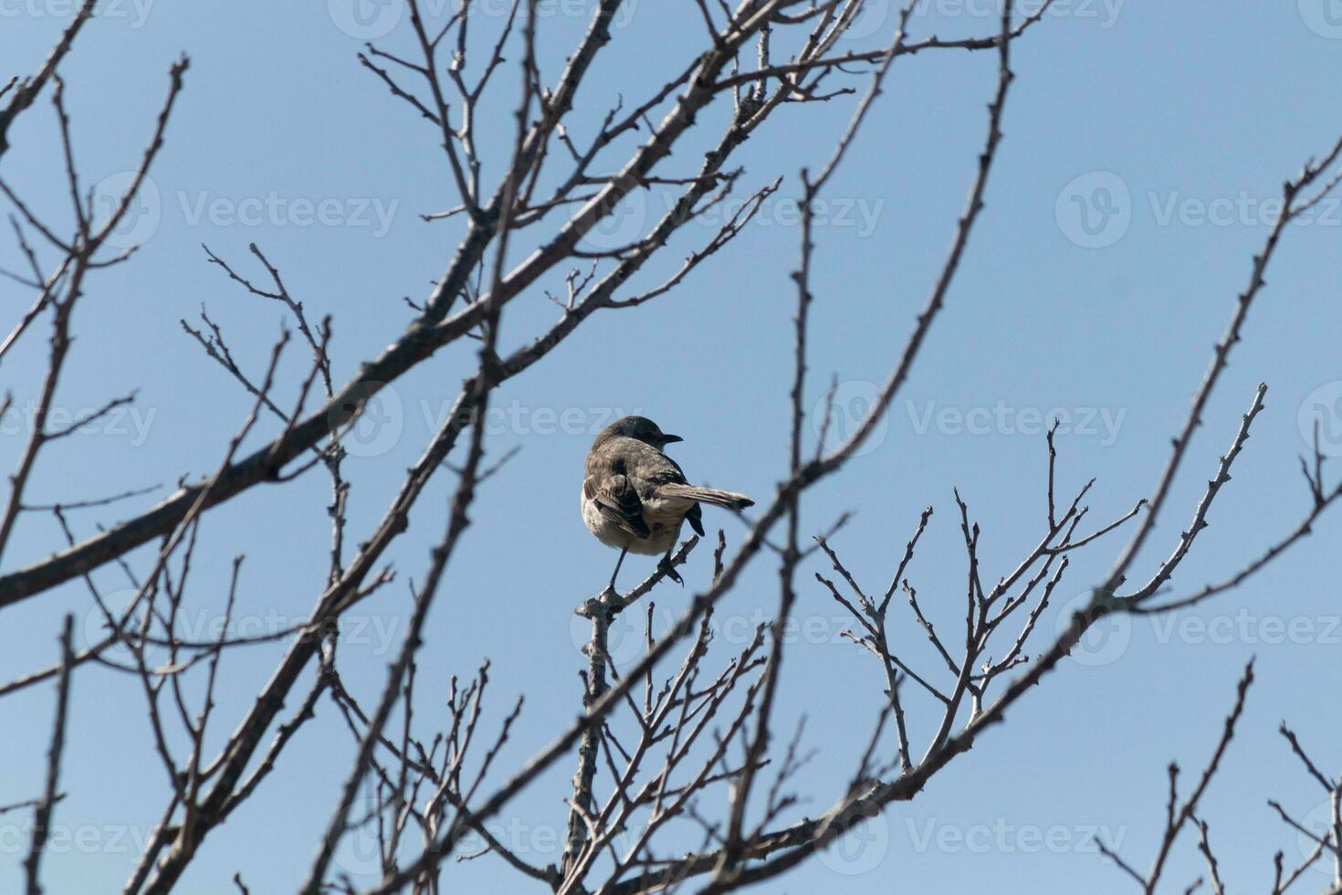 This cute little mockingbird sat posing in the tree when I took the picture. The branches he sat in did not have any leaves to hide him. The Winter season is just ending and Spring is arriving. photo