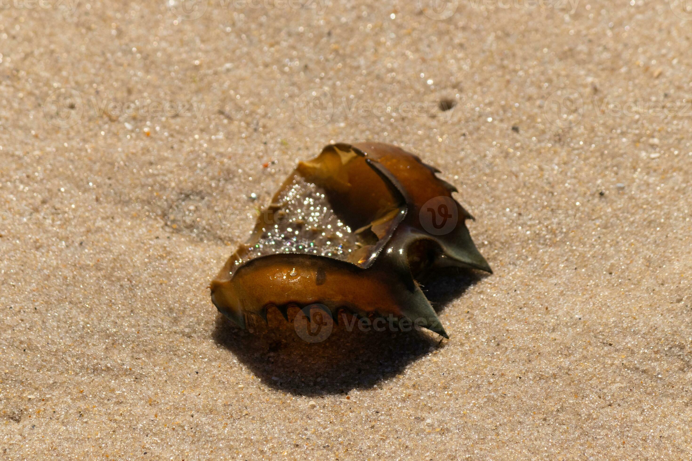 This brown horseshoe crab shell lay flipped over on the beach. The