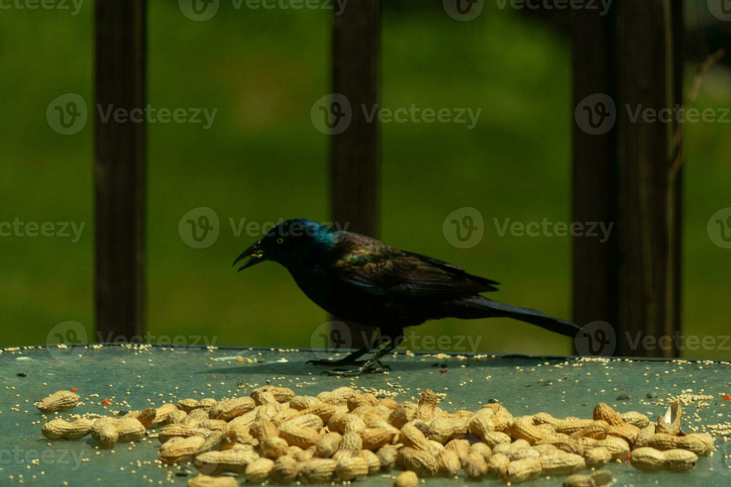 This pretty grackle bird came to the glass table for some peanuts. I love this bird's shiny feathers with blue and purple sometimes seen in the plumage. The menacing yellow eyes seem to glow. photo