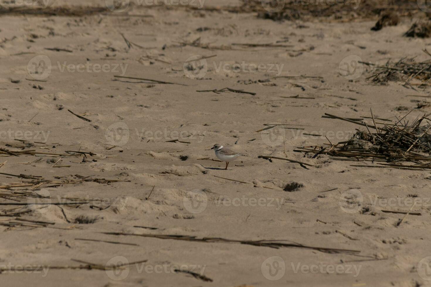 esta linda pequeño tubería chorlito estaba visto aquí en el playa cuando yo tomó esta fotografía. esta aves playeras es entonces minúsculo y búsquedas el arena para comida lavado arriba por el navegar. yo amor el anillo alrededor su cuello. foto