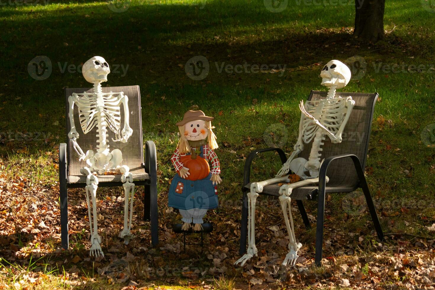 This is Halloween. These skeletons have been put out for display to help decorate for the spooky season. The little scarecrow in the center to symbolize Autumn or the Fall season. photo