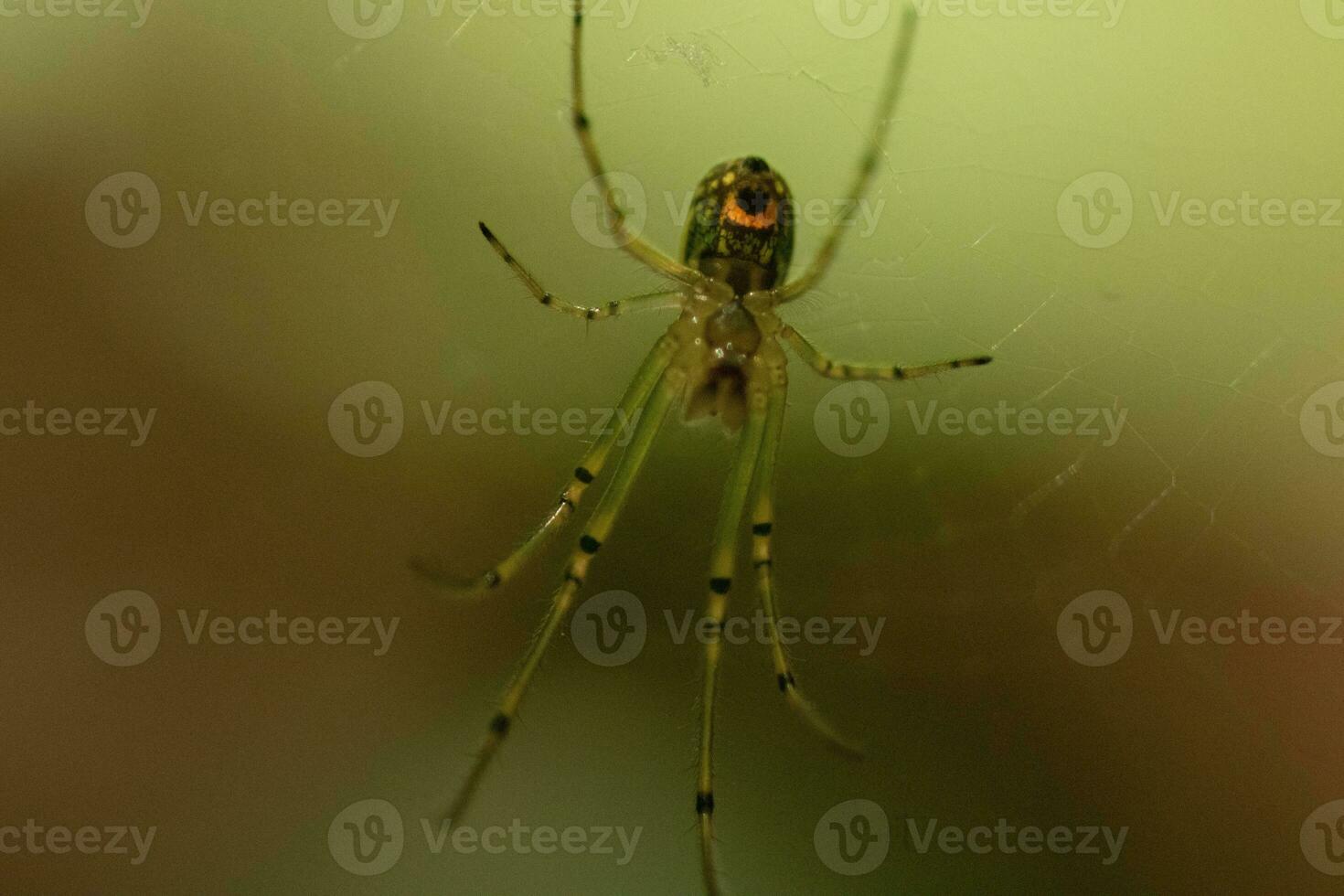 Orchard spider seen hanging in her web. The red dot on her body stands out from the green. The arachnids long legs look translucent as she holds onto the silk strands, waiting for prey. photo