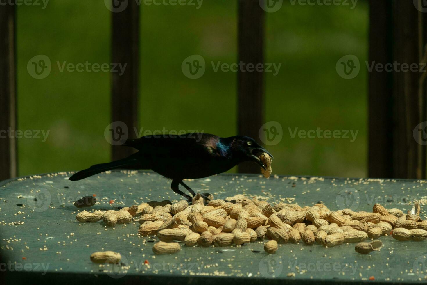 This pretty grackle bird came to the glass table for some peanuts. I love this bird's shiny feathers with blue and purple sometimes seen in the plumage. The menacing yellow eyes seem to glow. photo