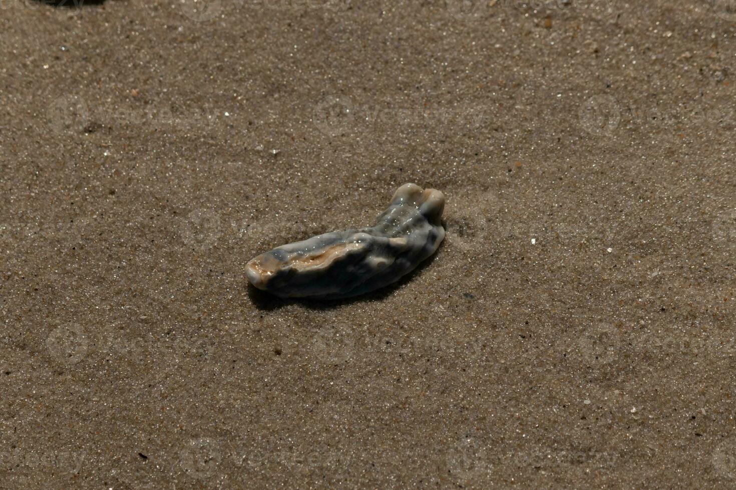 This blue oyster shell was sitting in the sand, having been brought in by the surf. The brown grains of sand all around. The seashell looking glossy from still being wet. photo