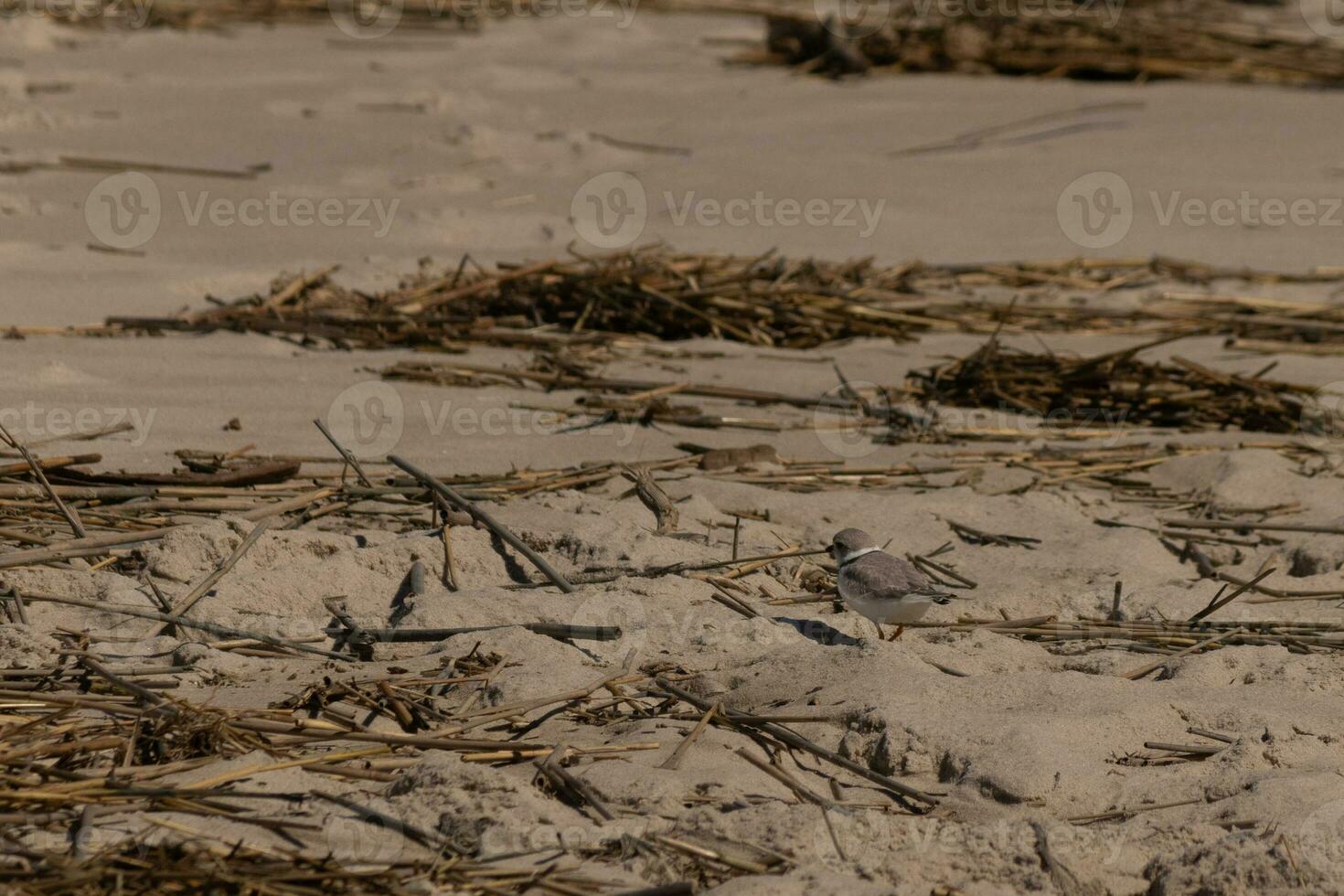 This cute little Piping Plover was seen here on the beach when I took this picture. This shorebird is so tiny and searches the sand for food washed up by the surf. I love the ring around his neck. photo