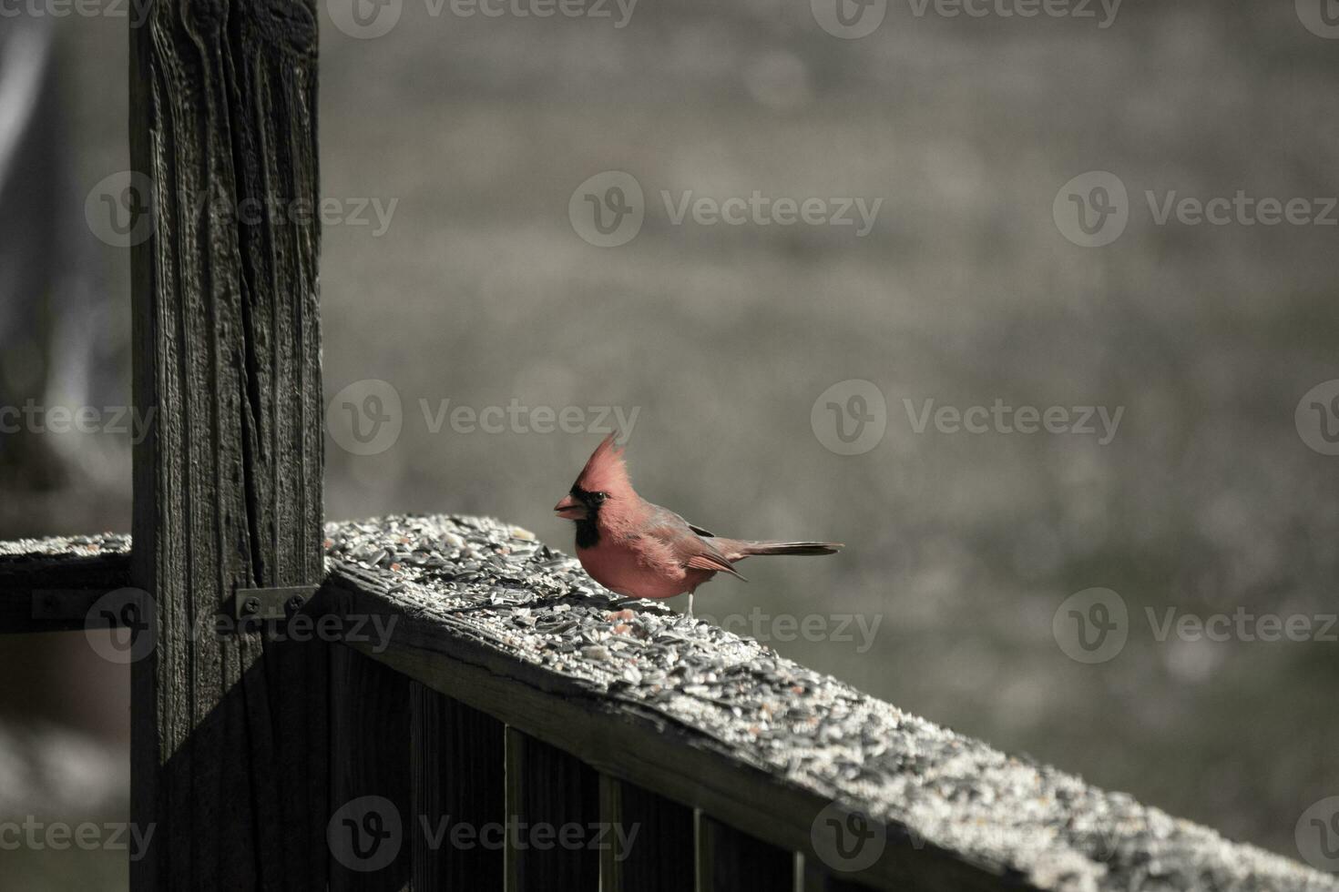 This beautiful red cardinal came out to the brown wooden railing of the deck for food. His beautiful mohawk standing straight up with his black mask. This little avian is surrounded by birdseed. photo