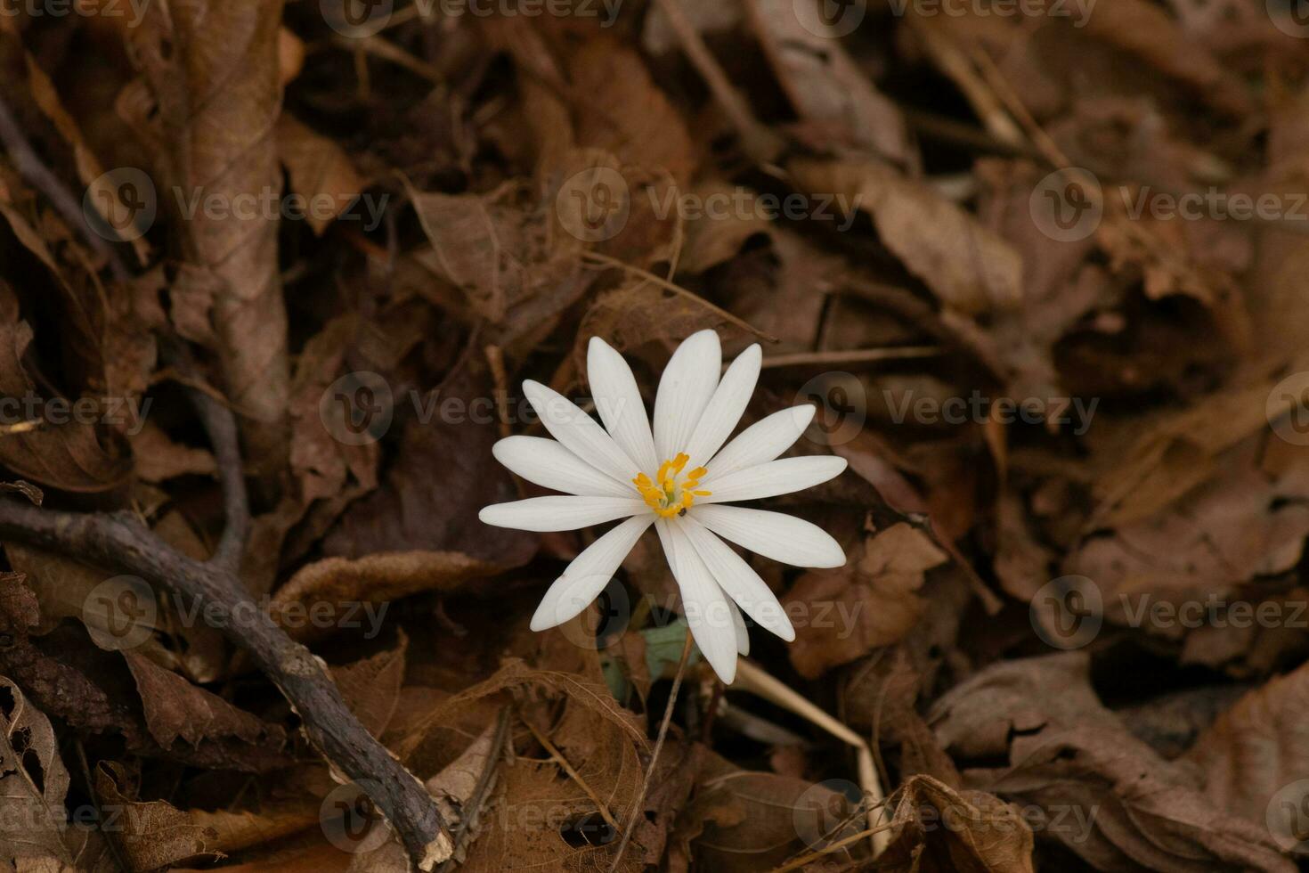 This bloodroot wildflower sits among the brown leaves in the woods. The long white petals stretching out from the yellow center.  This flower is a pretty patch of color that stands out. photo