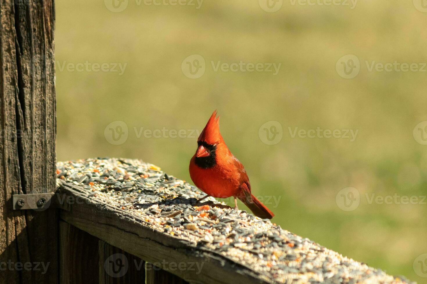 This beautiful red cardinal came out to the brown wooden railing of the deck for food. His beautiful mohawk standing straight up with his black mask. This little avian is surrounded by birdseed. photo