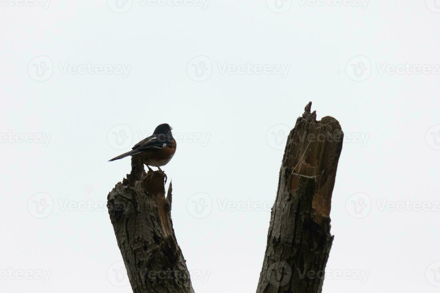 This Baltimore Oriole is perched on this wooden post in the field. His beautiful black, orange, and white body standing out against the white background. This is a migratory bird. photo