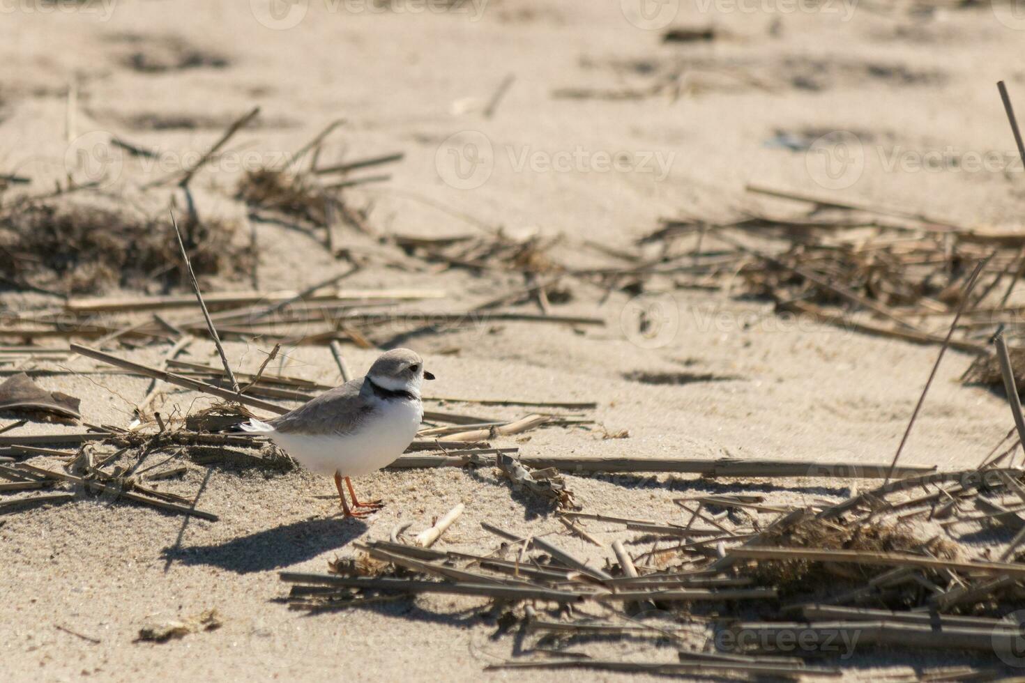 esta linda pequeño tubería chorlito estaba visto aquí en el playa cuando yo tomó esta fotografía. esta aves playeras es entonces minúsculo y búsquedas el arena para comida lavado arriba por el navegar. yo amor el anillo alrededor su cuello. foto