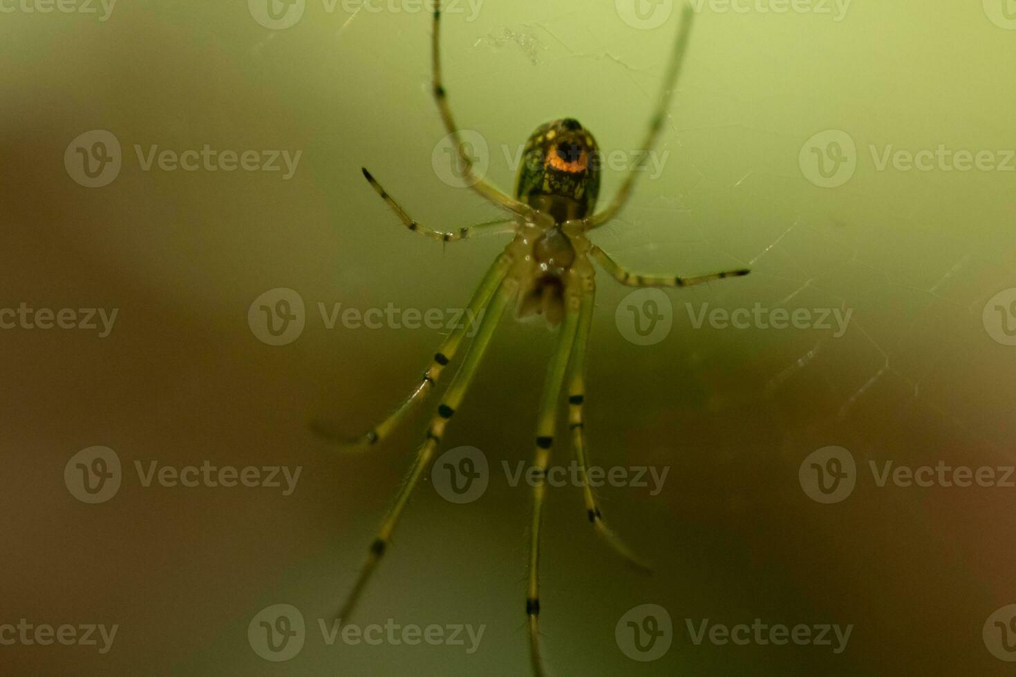 Orchard spider seen hanging in her web. The red dot on her body stands out from the green. The arachnids long legs look translucent as she holds onto the silk strands, waiting for prey. photo