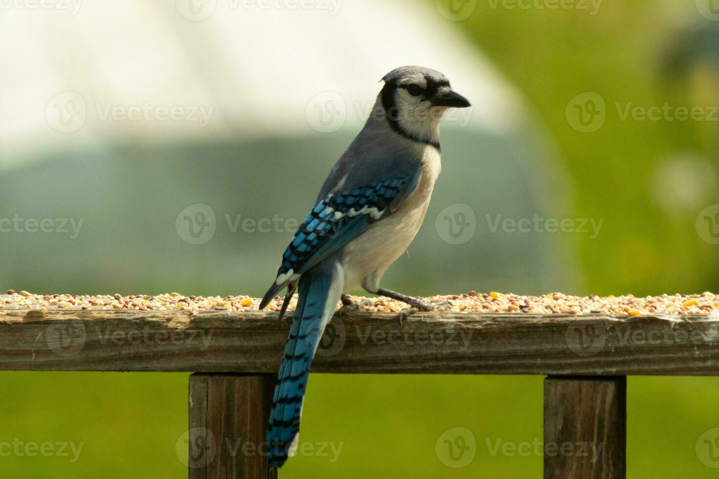 This blue jay bird was striking a pose as I took this picture. He came out on the wooden railing of the deck for some birdseed. I love the colors of these birds with the blue, black, and white. photo