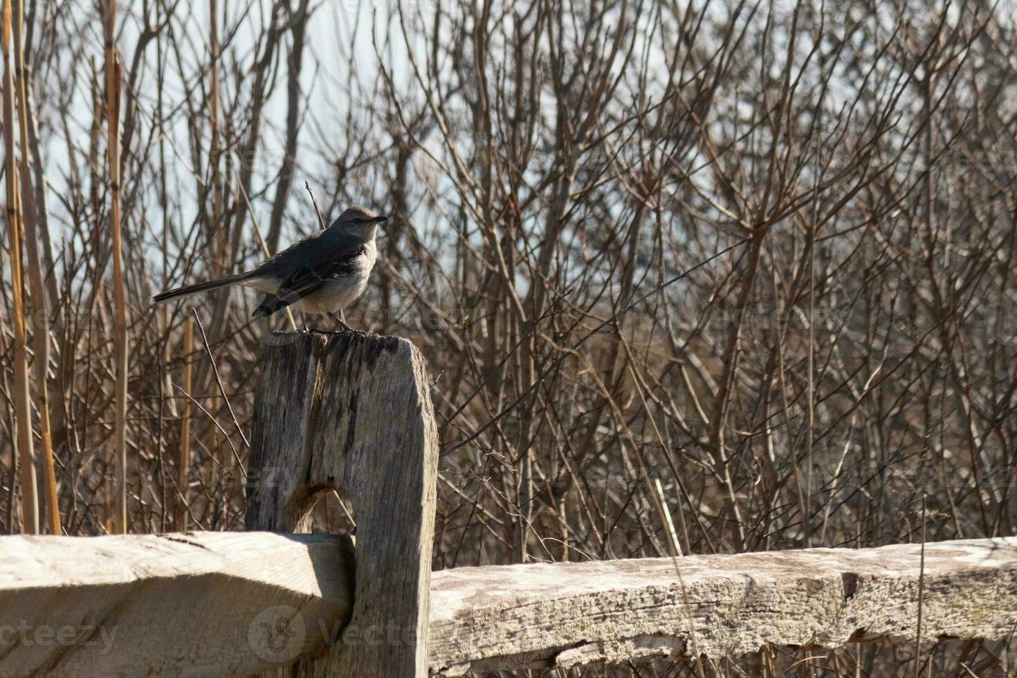 This cute little mockingbird sat perched on a fence when I took the picture. He sat there posing for me and taking a rest from flight. I love the brown colors all around that suggest the Fall season. photo