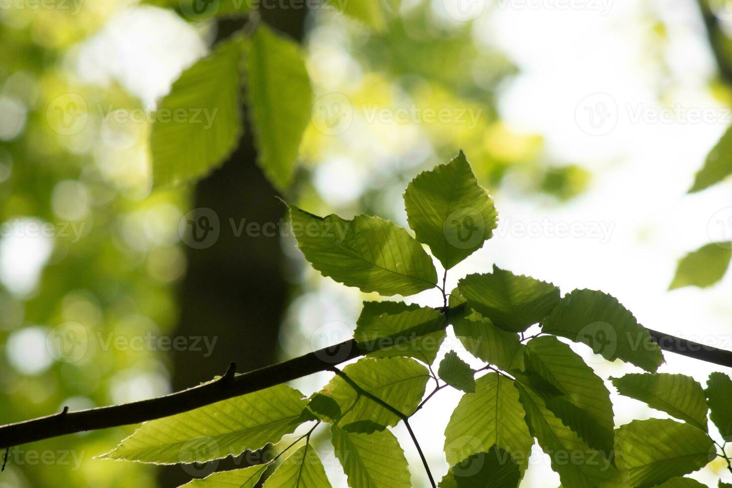 These are the leaves of the American beech tree. The oval looking leaf with the jagged edges all around. The sunlight catching the leaves in the branches, almost making them glow. photo