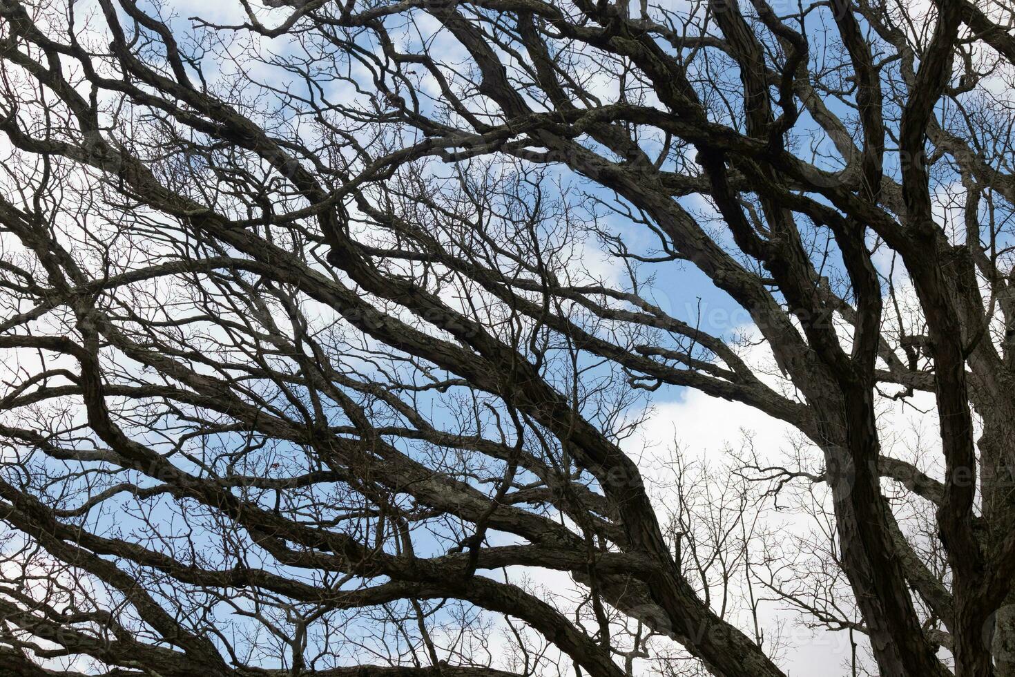Bare branches of a tree reaching out. The long limbs are without leaves due to the Fall season. Looking like tentacles or a skeletal structure. The blue sky can be seen in the back with white clouds. photo