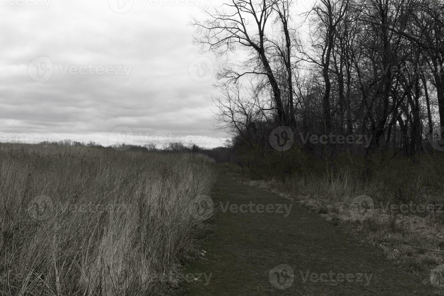 This beautiful walking path was cut through the field. The green, well-manicured lawn standing out among all the brown tall grass. This trail heads through a nature preserved around a wooded area. photo