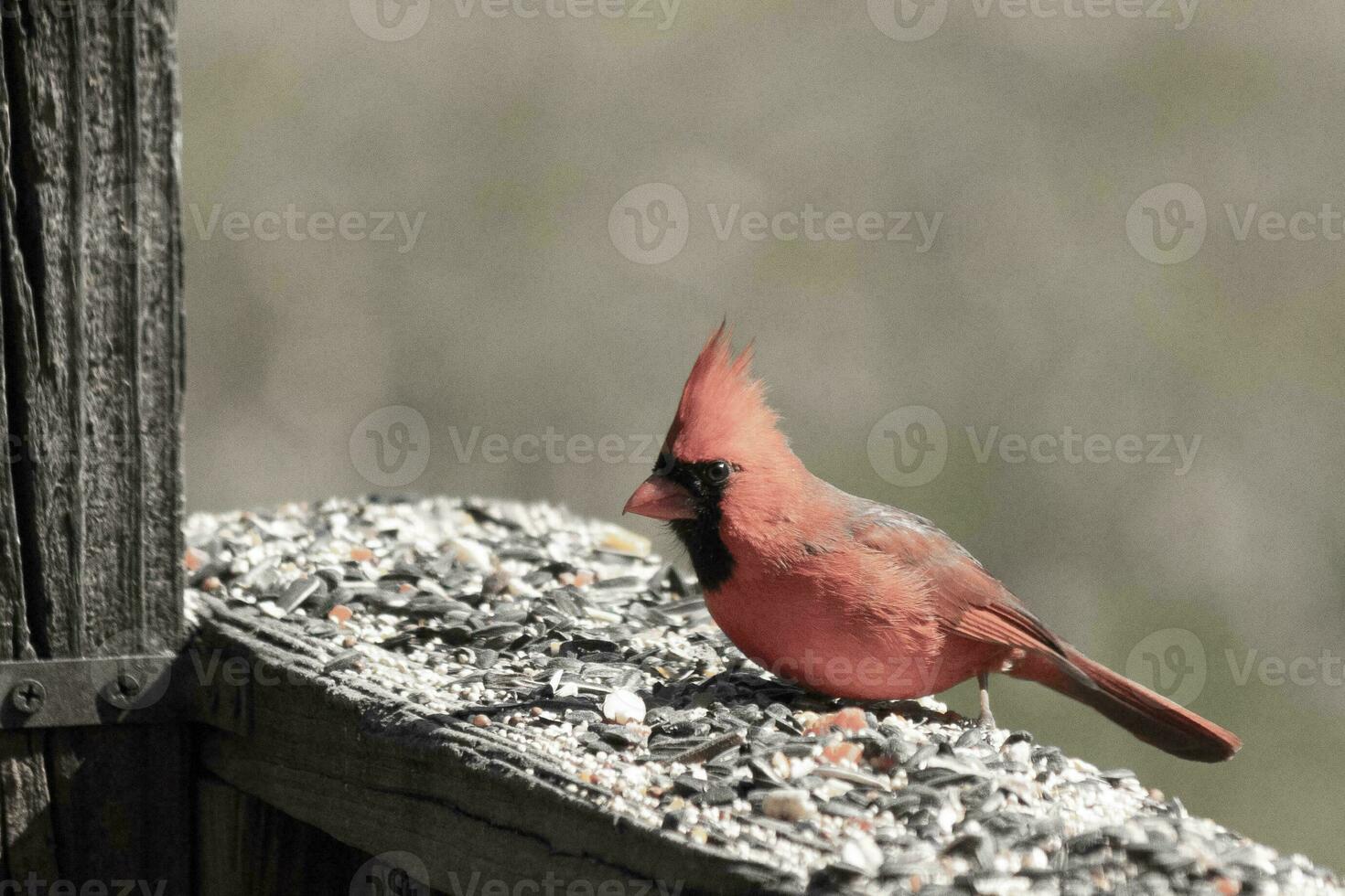 This beautiful red cardinal came out to the brown wooden railing of the deck for food. His beautiful mohawk standing straight up with his black mask. This little avian is surrounded by birdseed. photo