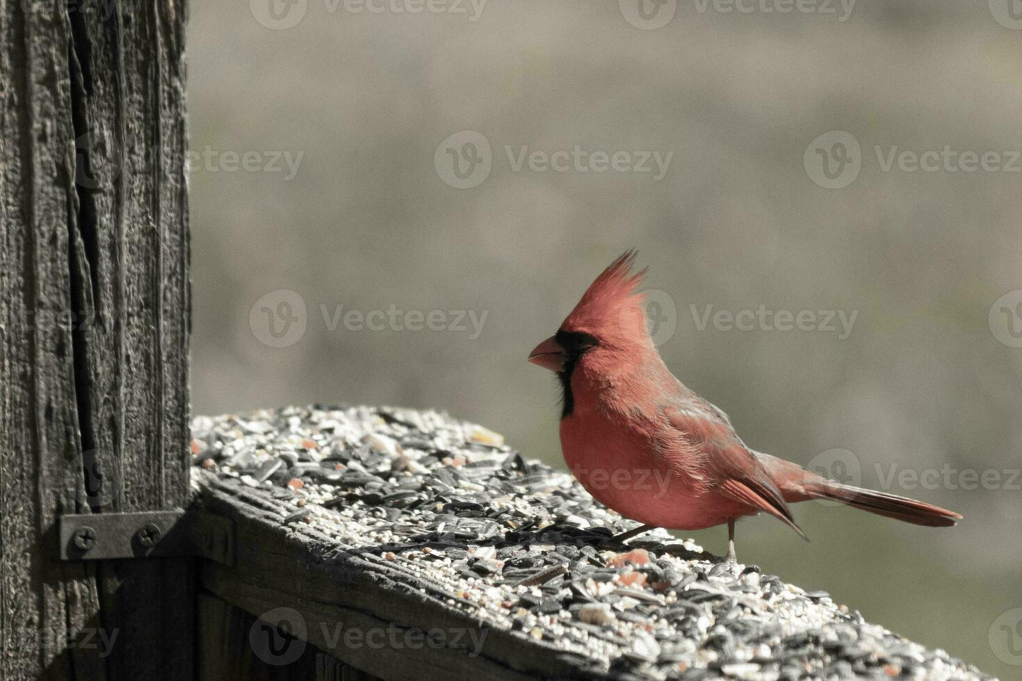 This beautiful red cardinal came out to the brown wooden railing of the deck for food. His beautiful mohawk standing straight up with his black mask. This little avian is surrounded by birdseed. photo