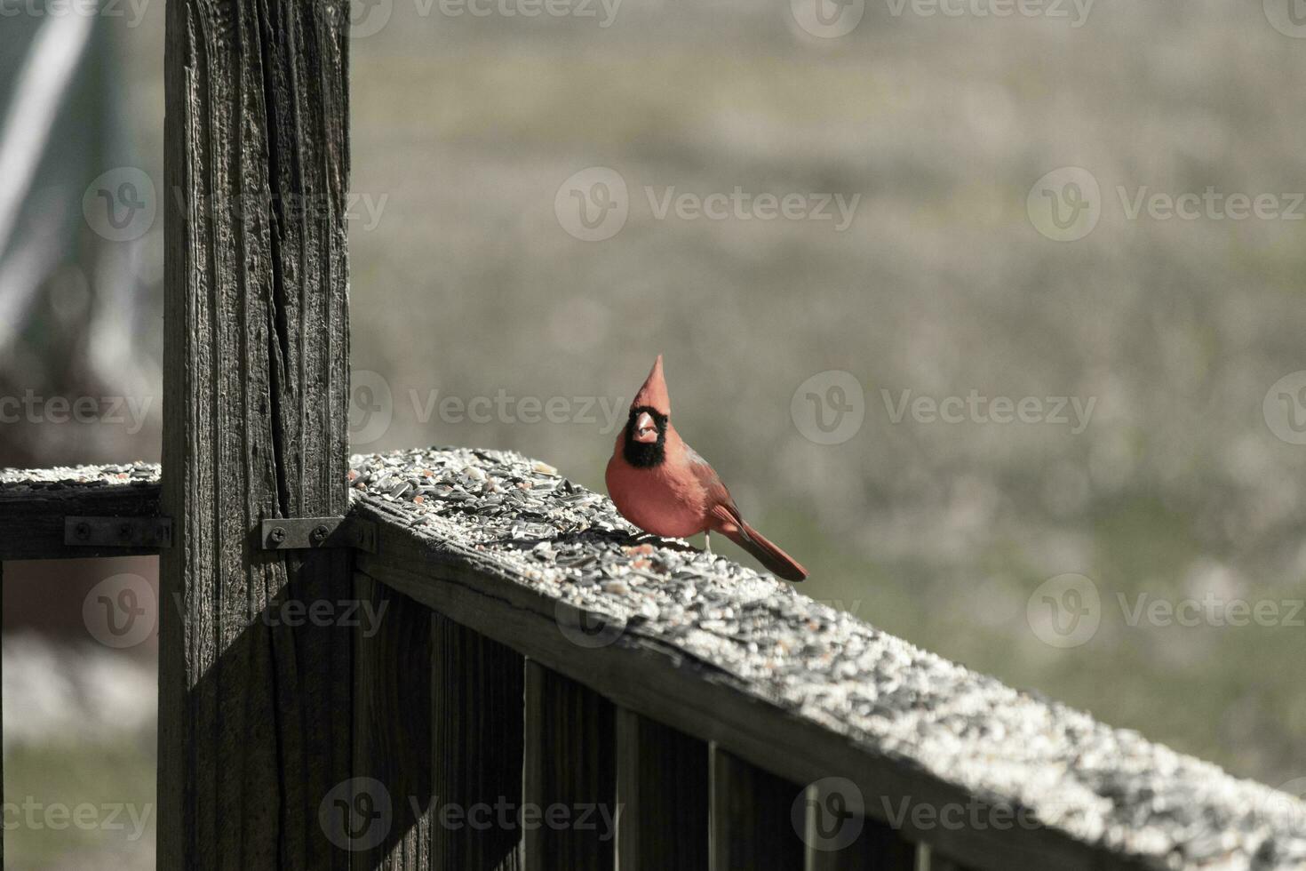 This beautiful red cardinal came out to the brown wooden railing of the deck for food. His beautiful mohawk standing straight up with his black mask. This little avian is surrounded by birdseed. photo