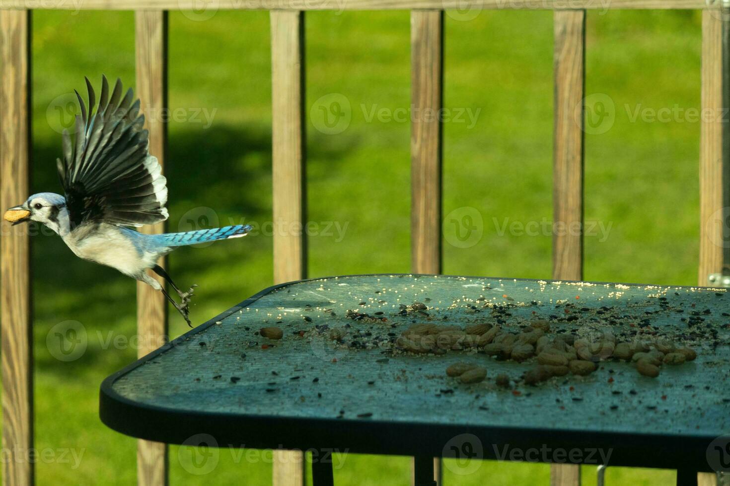 I love the look of this blue jay frozen in the air. This bird was just taking off from the table and is leaving with a peanut in his beak. His beautiful outstretched wings with pretty blue feathers. photo