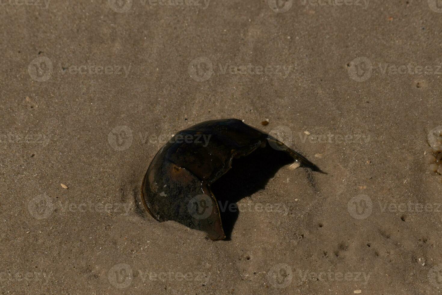 Part of a shell laying on the beach. This brown horseshoe crab lay dug into the grains of sand brought in from the waves of the sea. Battered by the tides, this remnant of the crustacean sits dug in. photo